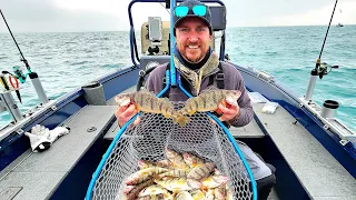 Giant Spring PERCH!!!...3 man LIMIT in 2hrs!!!