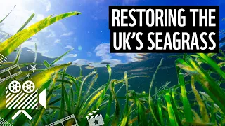 Using seagrass to fight the climate emergency | WWF