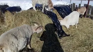 Как дела у первокоток... не хочу удойных коз...