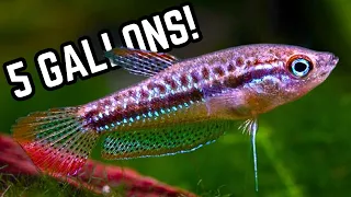 Top 5 Oddball Fish For A 5 Gallon (20 Litre) Aquarium - Unique Centrepiece Stocking Ideas!