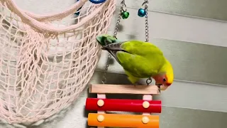 peach faced lovebird  acrobatics while playing  #parakeet  #pet  #cute