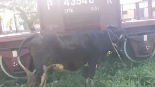 Horse Meeting with Cow | Strong Meeting