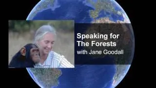 Speaking for the Forests with Dr. Jane Goodall