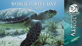 Relax with Turtles this World Turtle Day #worldturtleday