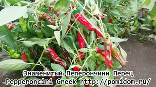 Знаменитый Перец Pepperoncini Greek Пеперончини