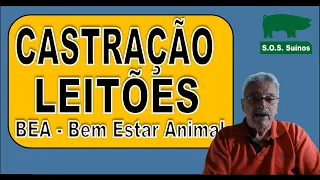 SUINOCULTURA: Castração de Leitões  - BEA - Bem estar Animal