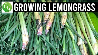 Lemongrass: Grow Harvest & Preserve EZ method from grocery store lemon grass