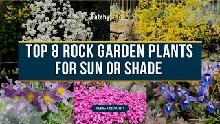 Top 8 Rock Garden Plants for Sun or Shade 🌷🍀🌸