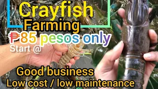 crayfish farming start@ 85 pesos only, good for business,