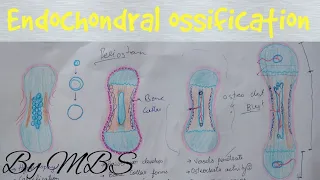 Endochondral ossification | easy explaination