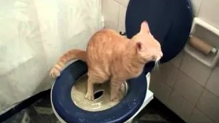 Кошка ходит в туалет на унитаз. Система "Домакот"