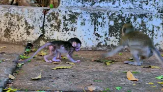 Small baby monkey falling down very worried when mother longitudinal to tiny baby play alone