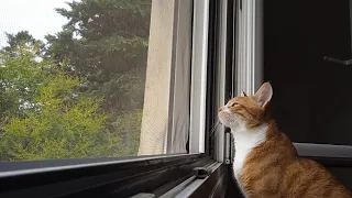 Cat receives message from outer space