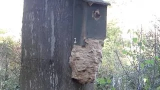 Hornets take over bird box.MOV