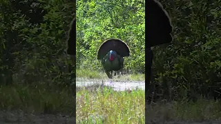 Greene turkey short