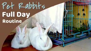 Daily Rabbit Routine | Having Pet Rabbit in India vlog 4