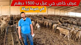 عرض حولي اسباني  ب 1500 درهم متوفر الأن في ضيعة زريقة