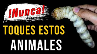 Animales que NUNCA DEBES TOCAR