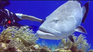 COME DIVE WITH ME IN MEXICO 110 minutes underwater relaxation video