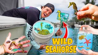 Netting WILD SEAHORSES and EXOTIC FISH For Saltwater Aquarium!