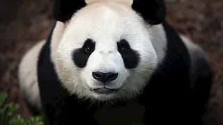 Америка хочет оставить Китай без панды