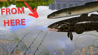 ACTIVE EEL & BURBOT SPOT IN VOLKHOV RIVER! #937 Russian fishing 4