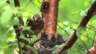 Fieldfare (Turdus pilaris) nest action