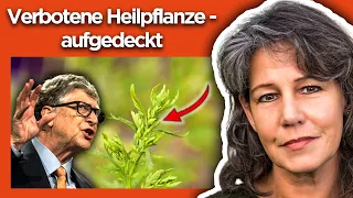 Artemisia annua - Die WHO hat Angst! (ich packe aus)