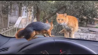 Direksiyonda sincap, kaputta da kedi olursa ne olur? Sincap Alf the Squirrel