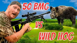 50 BMG EXPLODED HOG! Warning Graphic Content!