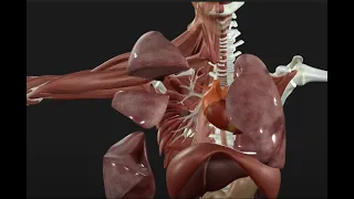 Respiratory System Explained - 3D Anatomy Tutorial