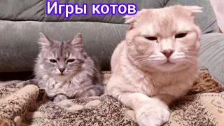 игры котов! #cat #коты