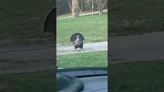 Gobbler rather Strut on the Black top instead of the wet grass!#wildlife #turkey #hunting