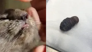 BotFly Larvae Removal from Rescued Cat's Nose, Meowing loudly in Pain