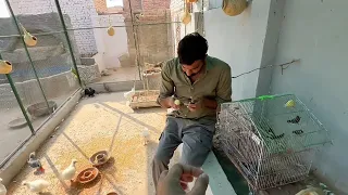 Sabtain Ka Surprise Flop Hogea😅Mainy New Birds Dekh lye//Shehr Main Dihat Short Vlog