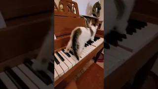 SkippyJon Jones plays the piano!