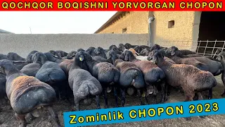 BIZ BESH YUZ QISHLOGIDAMIZ BOLBEK CHOPON QOCHQORLARI ☎️93-295-74-04