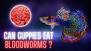 Guppy Fish Care – Can Guppies Eat Bloodworms ? Is it Safe for Them ?