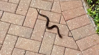 Florida water moccasin