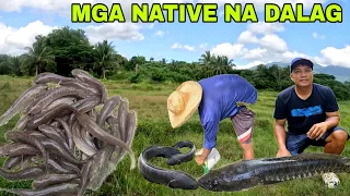 Mga native na dalag at hito sa abandonadong lugar lumabas...pinakawalan sa ilog na nilason