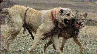 Kangal dog  joins with Wolf Pack | Wolf and dog hybridization