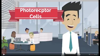 Photoreceptor cells