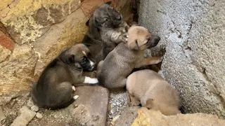 How beautiful mother dog gave birth to 5 cute puppies in this small place - Its All God creation