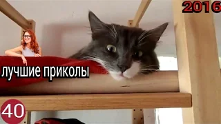 Лучшие видео приколы 2016!!!Декабрь