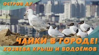 Чайки в городе! Интересные факты о жизни чаек | Городские птицы – Остров Ду с Еленой Вахромеевой