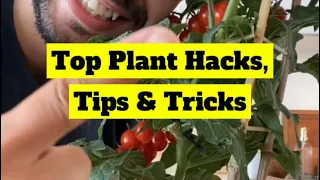 Top Plant Hacks | creative explained