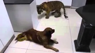 Funny Videos Dog shows tiger who's the boss!