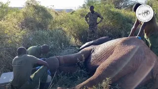 Team effort saves injured elephant | Sheldrick Trust