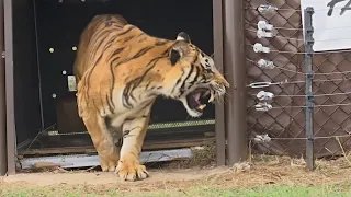 Четырёх бенгальских тигров спасли из вагона и выпустили на волю в ЮАР