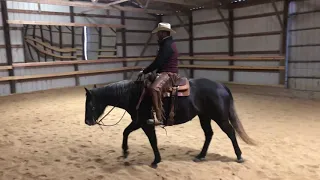 Horse Training 101: Exercise vs Maneuver